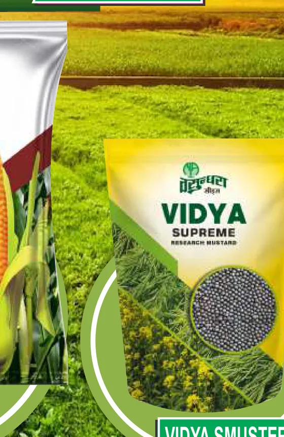 Vidya Mustard Gold pack